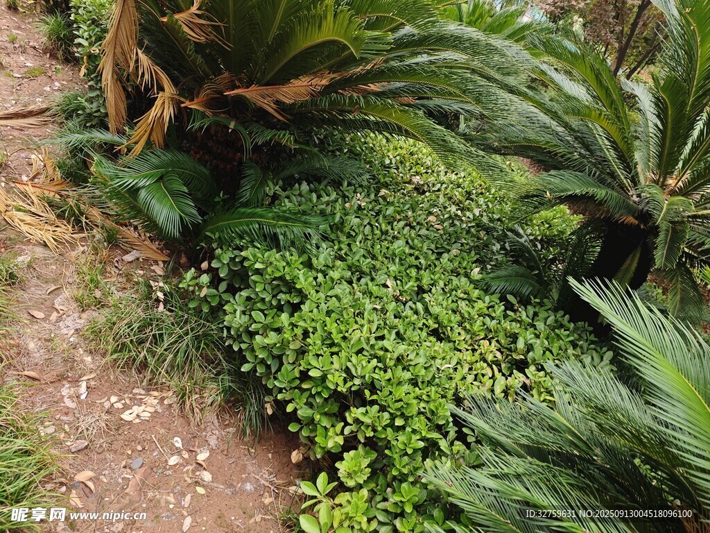 繁茂綠植覆蓋的小徑