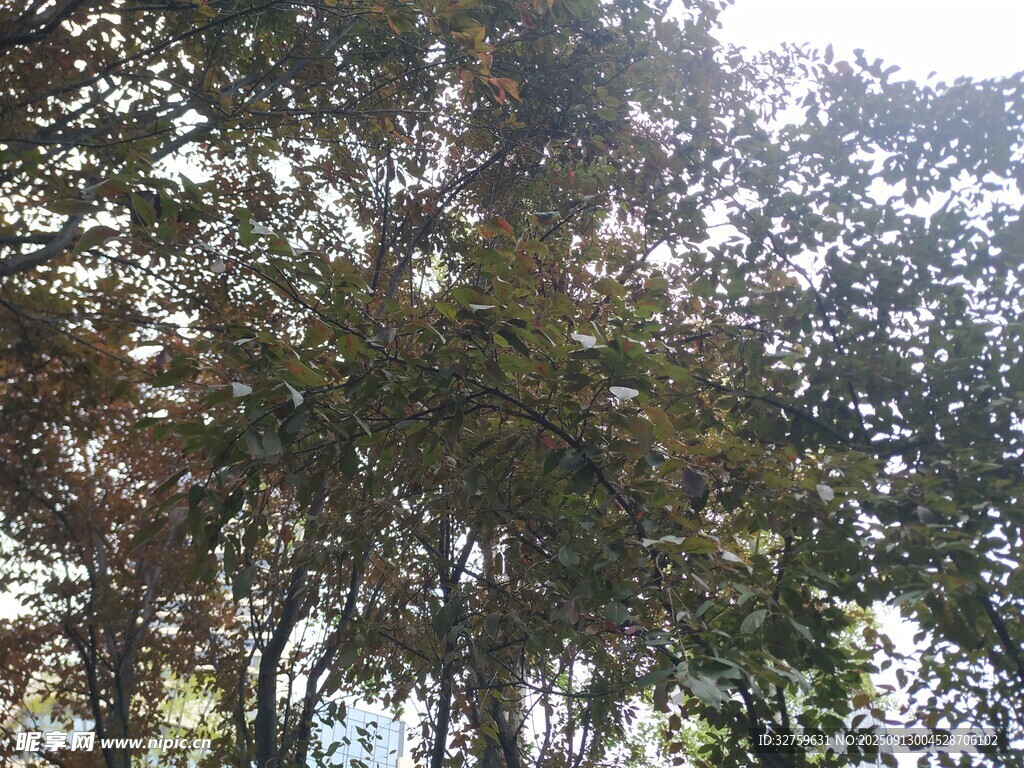 茂密樹林中的繁茂枝葉
