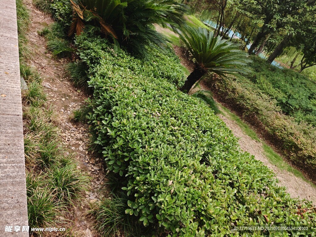 綠意盎然的園林植物景觀