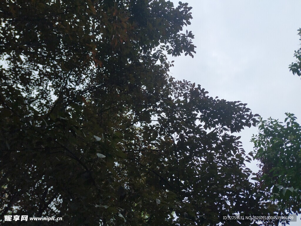 仰視茂密樹冠