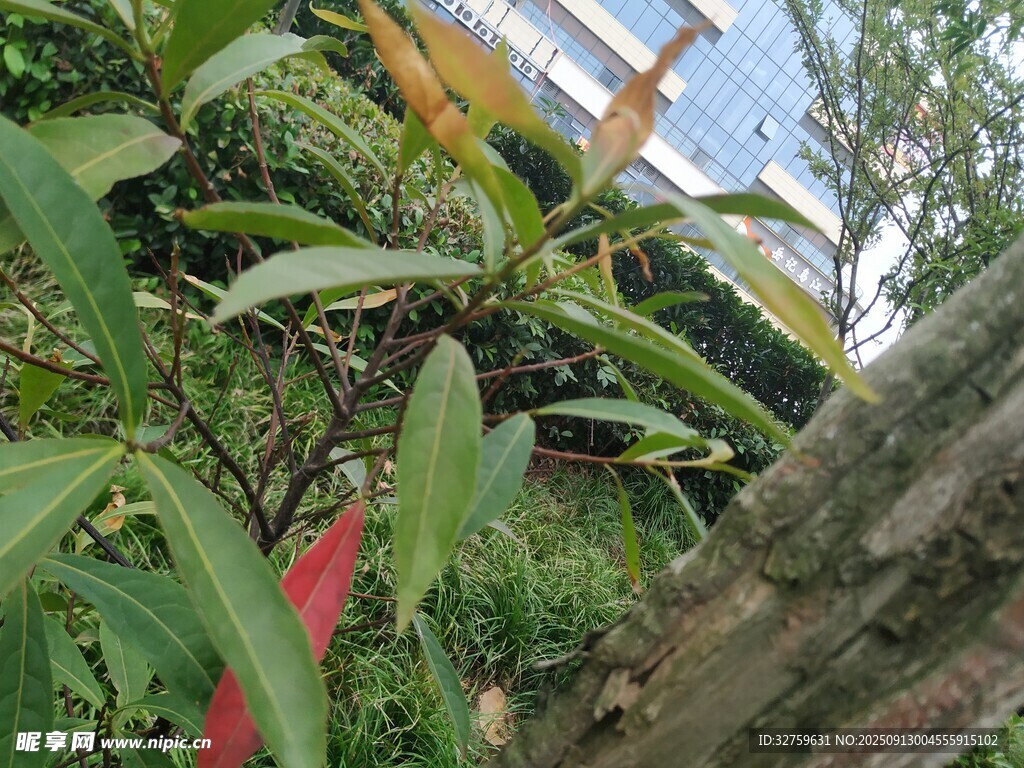 綠葉間的多彩植物景觀