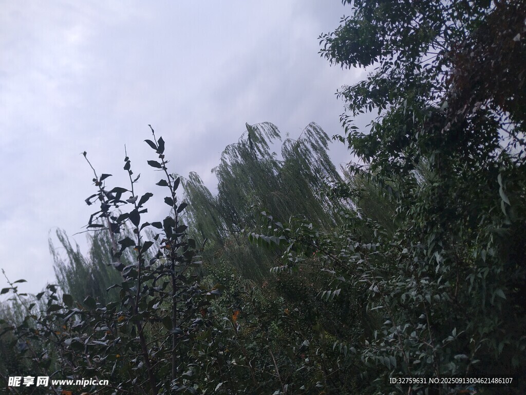 茂密樹林上的陰沉天空