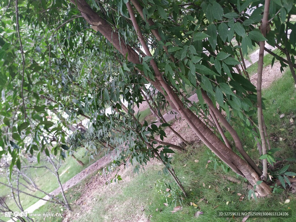 繁茂樹木下的自然景致