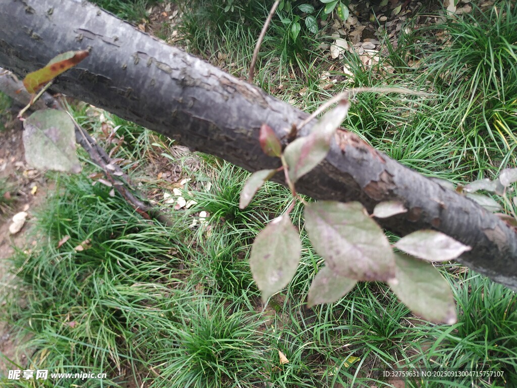 樹枝上的嫩綠葉片