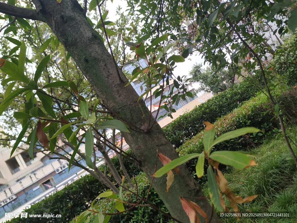 繁茂樹(shù)木下的綠意景致