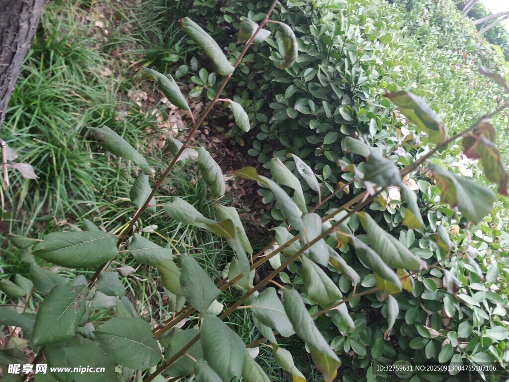 綠葉繁茂的植物景象