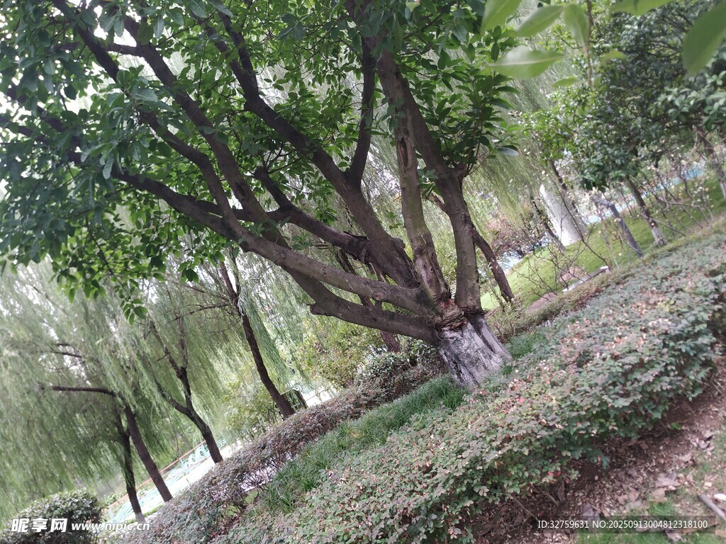 公園中茂盛的大樹與綠植