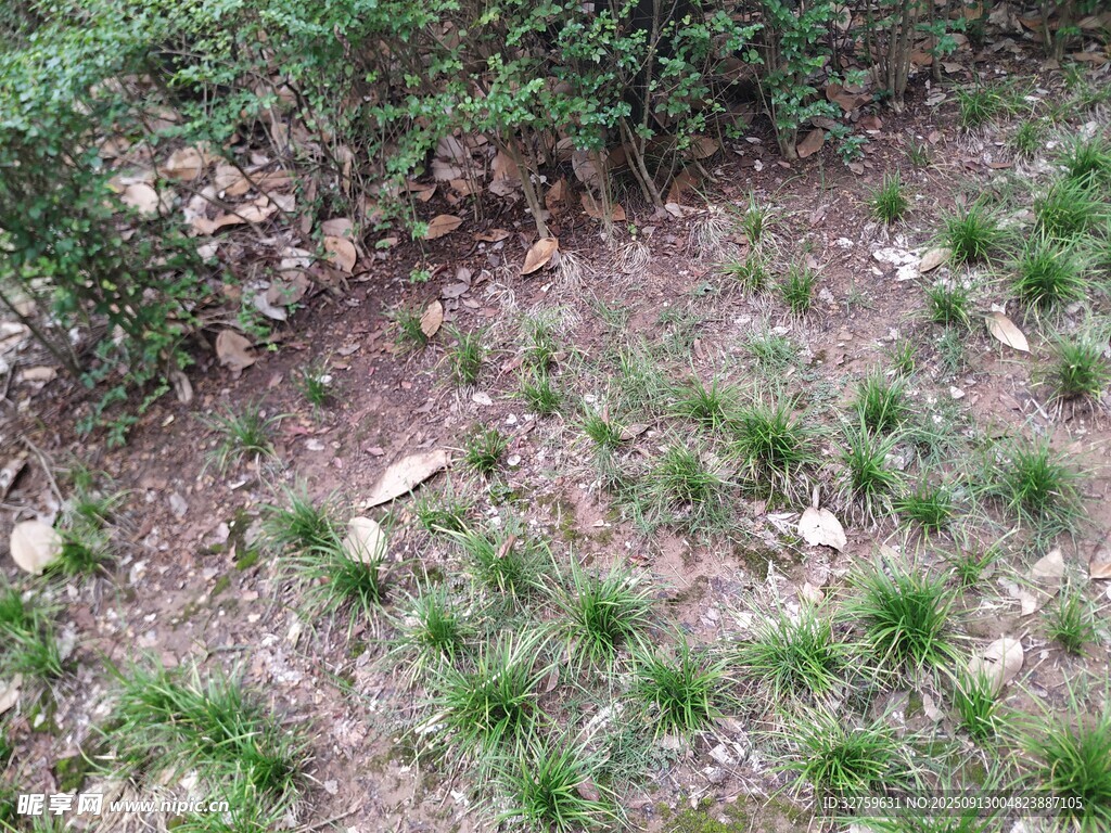 地面綠植與碎石景觀