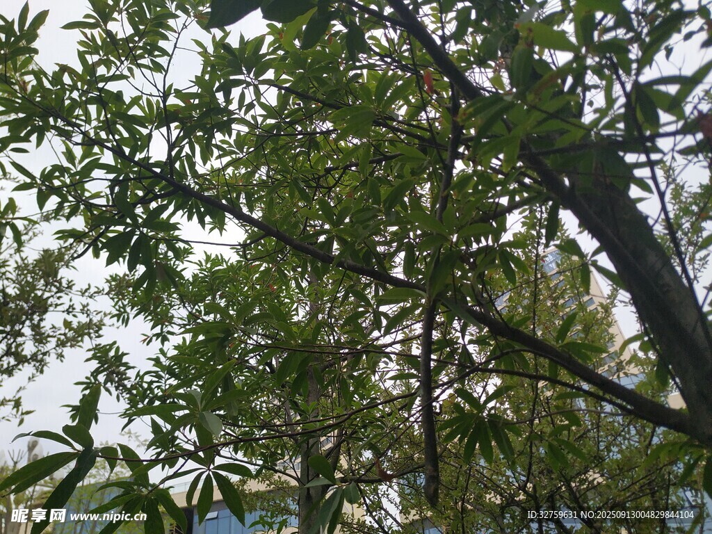 仰視繁茂綠樹景象