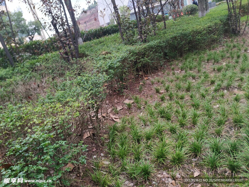 戶外綠植叢生的自然場(chǎng)景