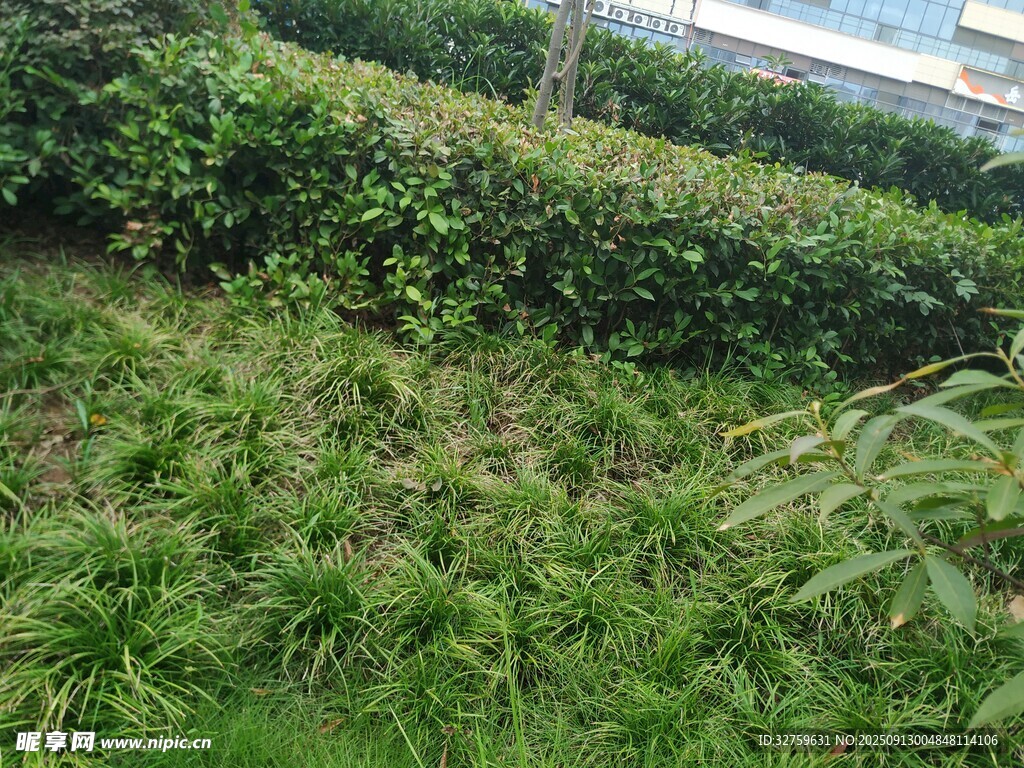 綠意盎然的園林植物景觀