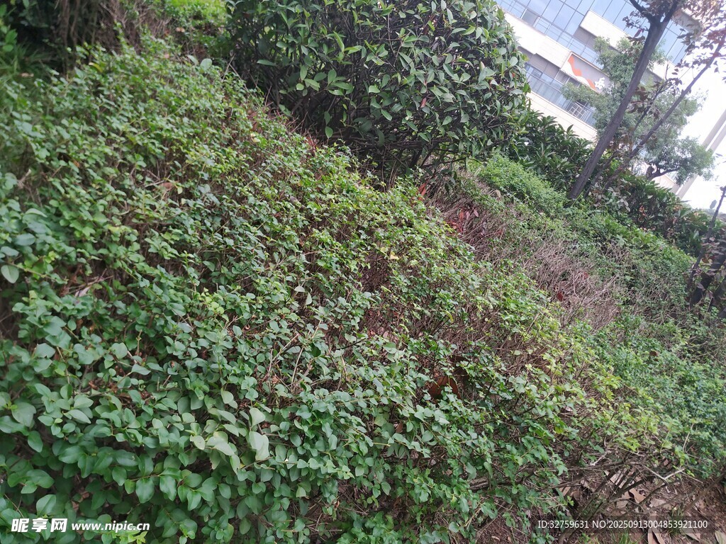 山坡上繁茂的綠色藤蔓植物