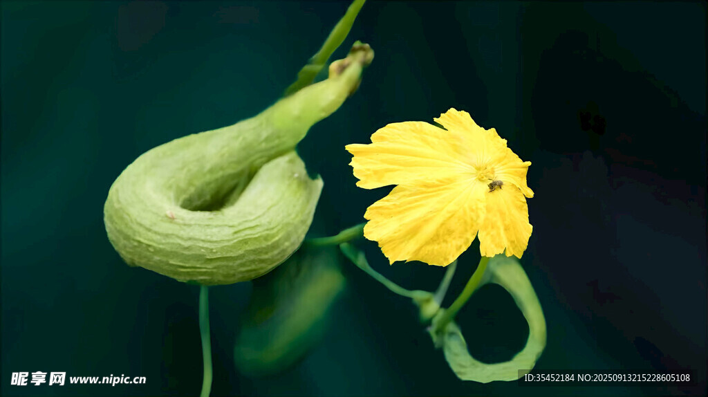 嫩南瓜與黃色南瓜花