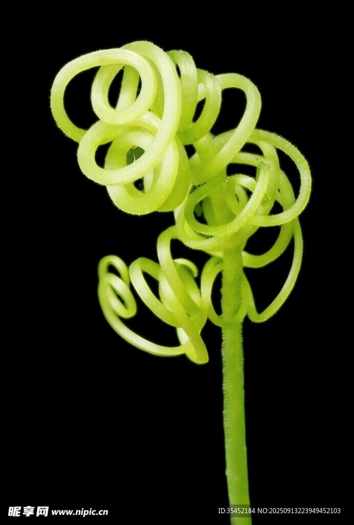 藤蔓植物