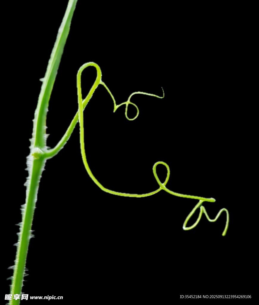 藤蔓植物
