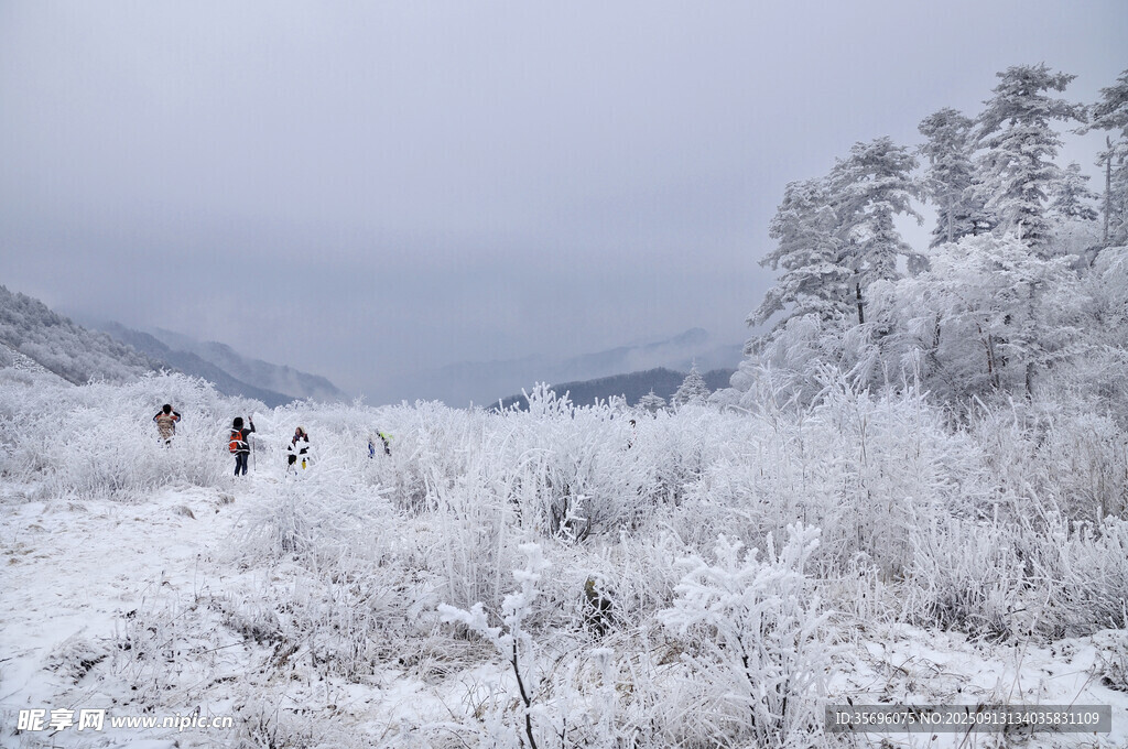 秦嶺山冬天霧凇