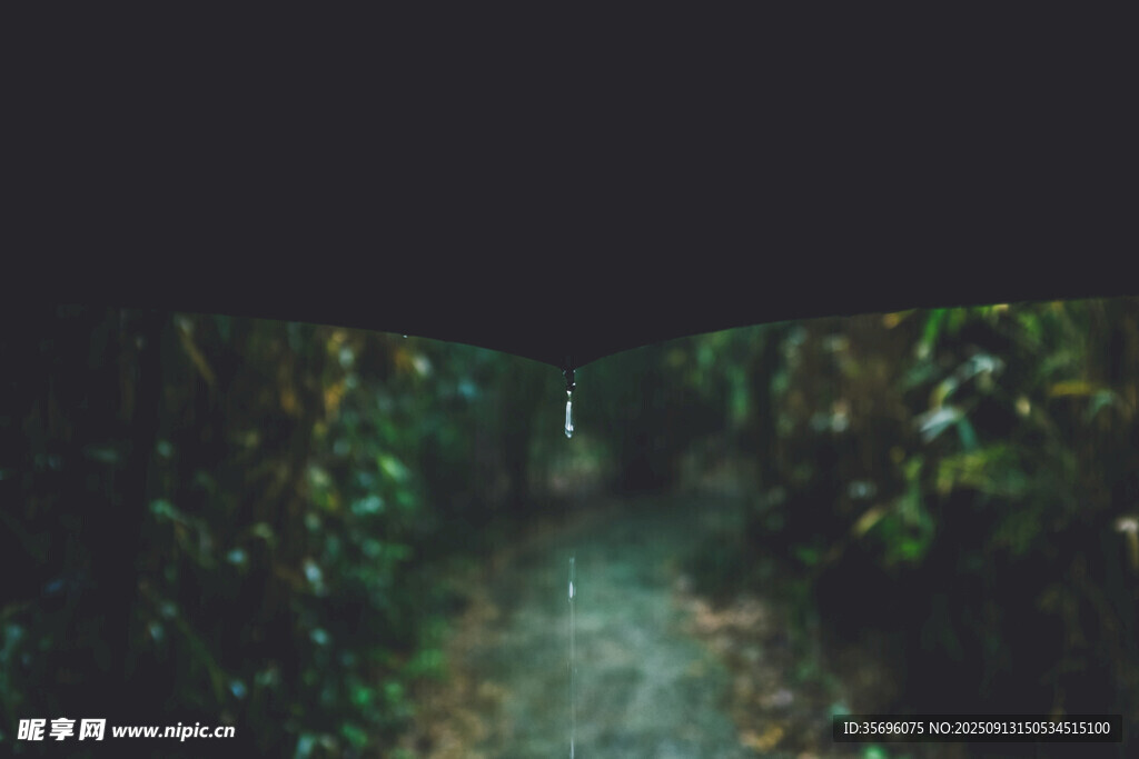 幽靜林間小徑