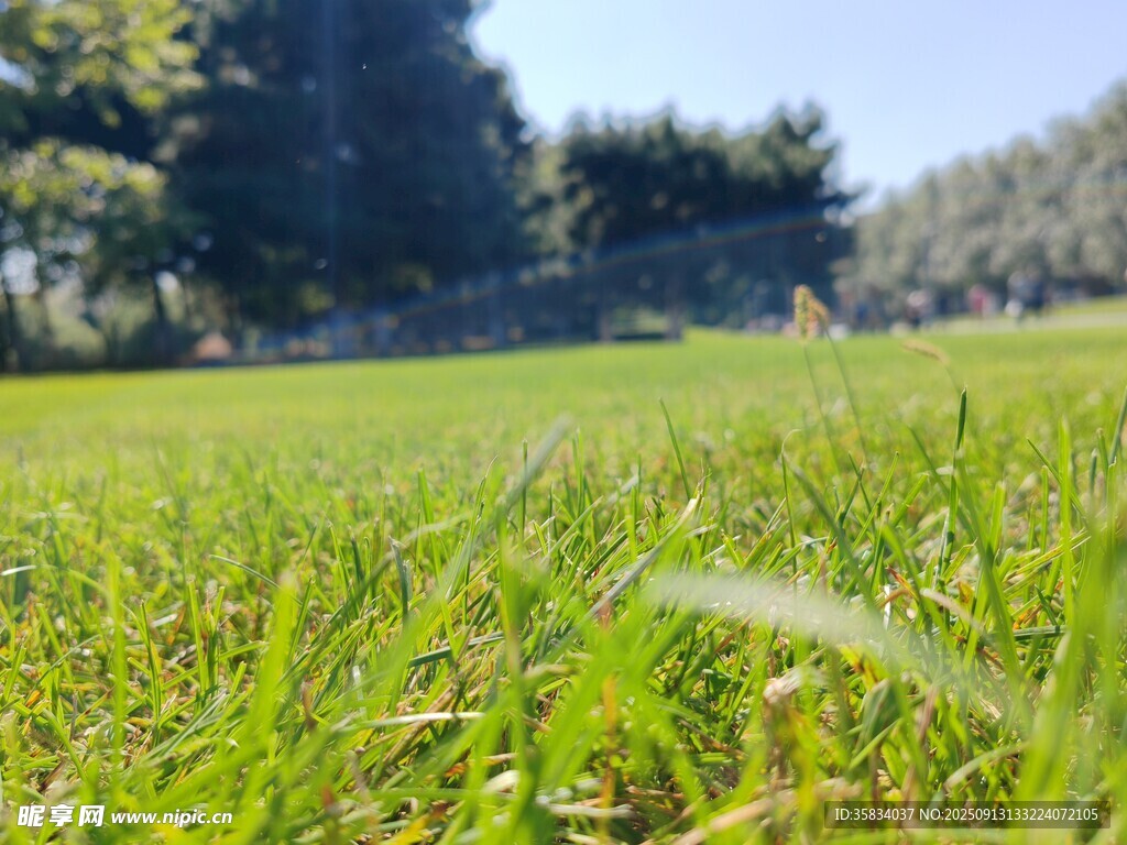 綠茵草地  自然清新景致