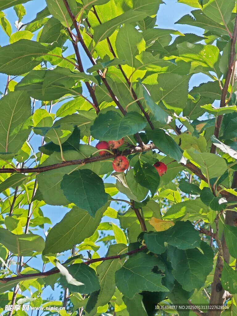 綠葉間的紅果