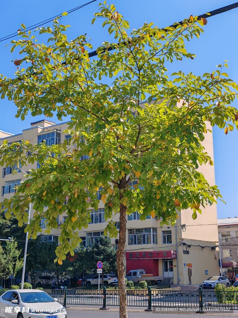 街道旁的綠樹與建筑