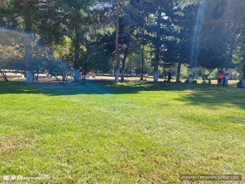 陽光照耀下的翠綠草地樹林