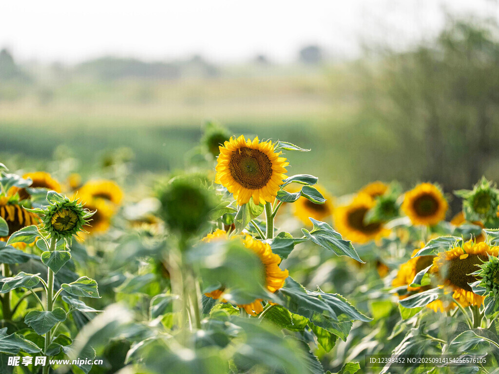 向日葵花田