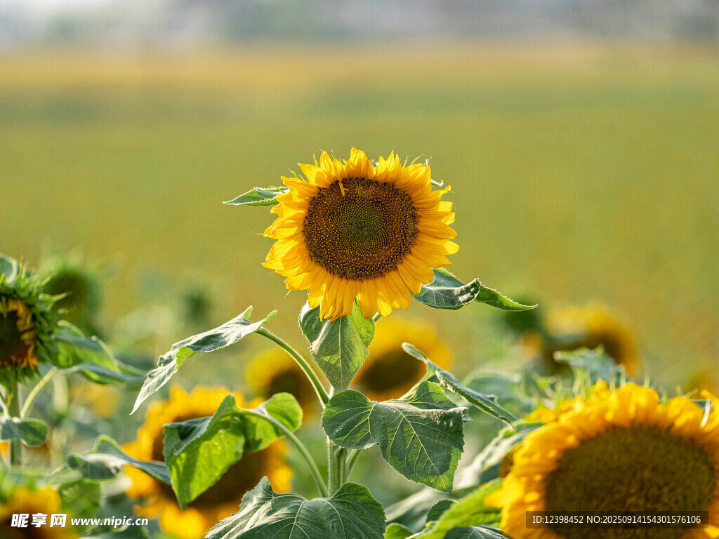 向日葵花海綻放