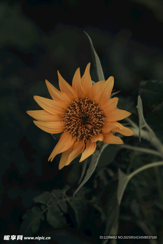 一朵綻放的向日葵