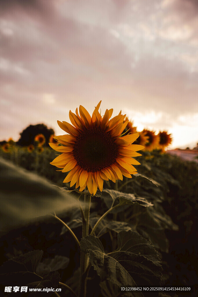 夕陽下的向日葵花田