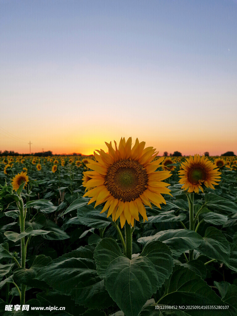 夕陽下的向日葵花田