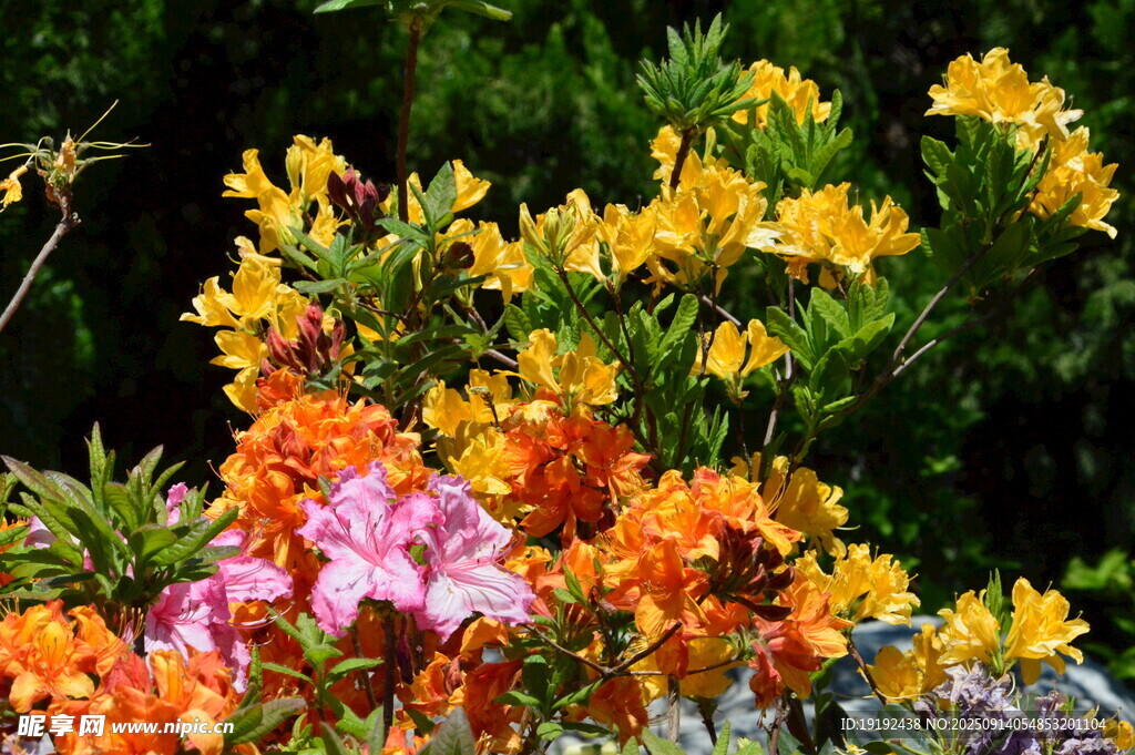 杜鵑花  