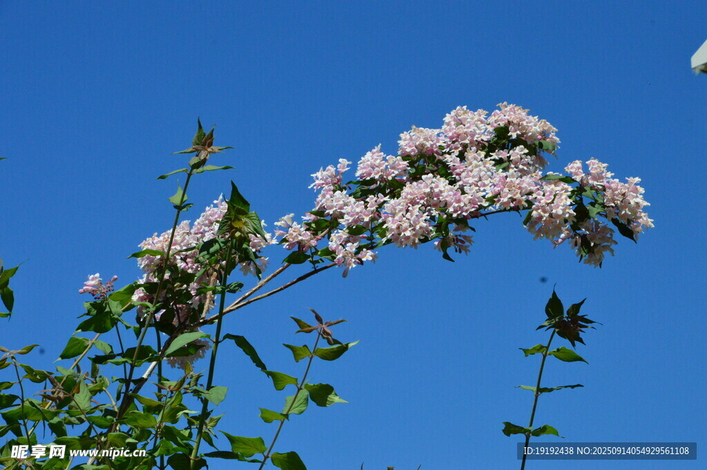 蝟實(shí)花  
