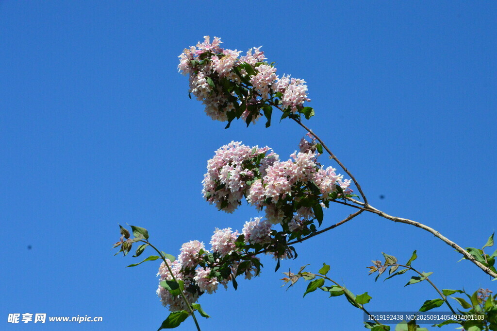 蝟實(shí)花  