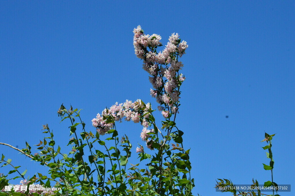 蝟實花 