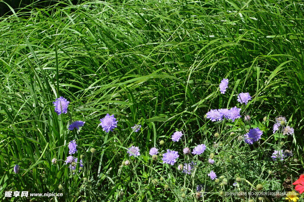 藍盆花 