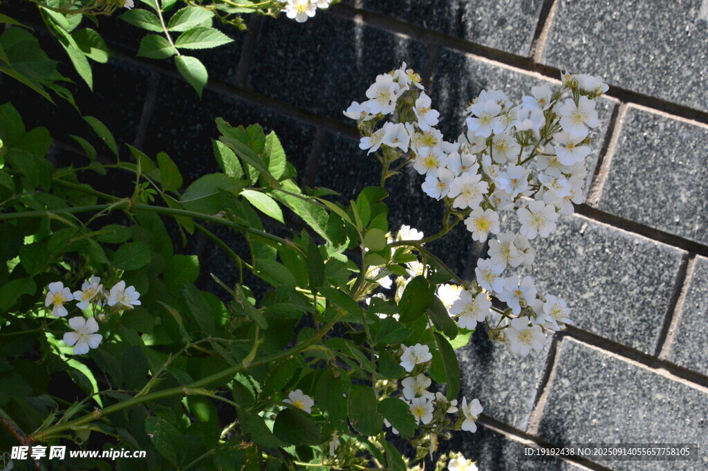 花園風(fēng)景 