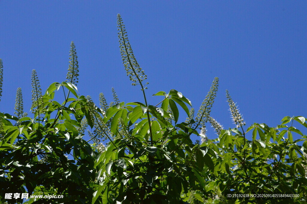 七葉樹(shù)花  