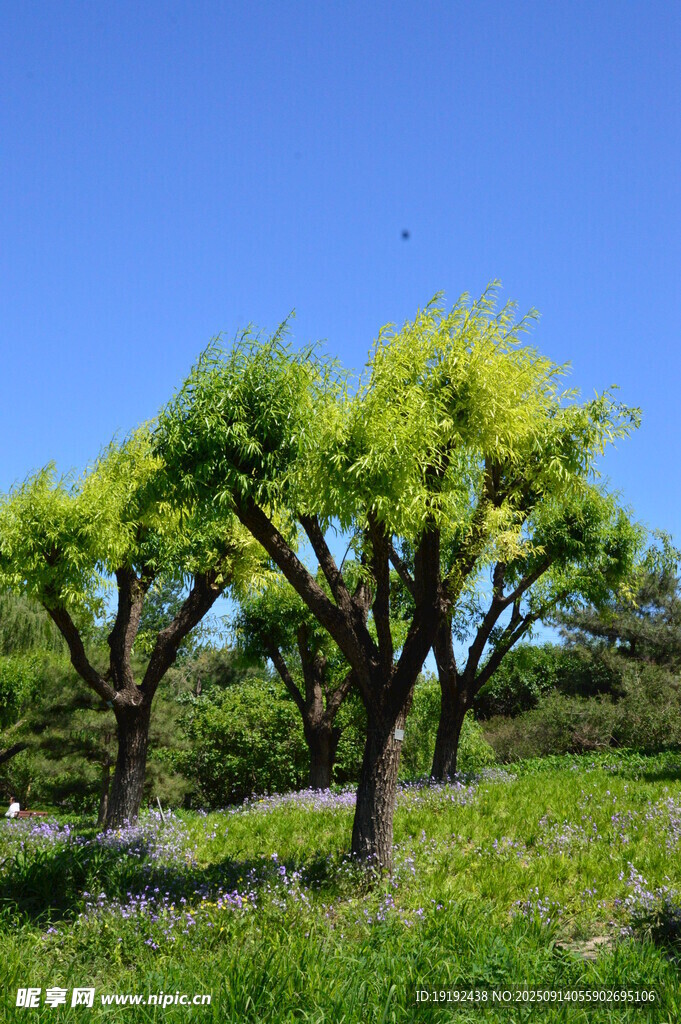 花園風景  