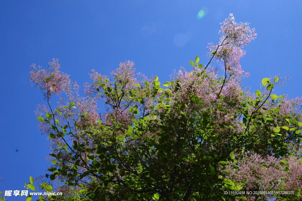 黃櫨樹花  