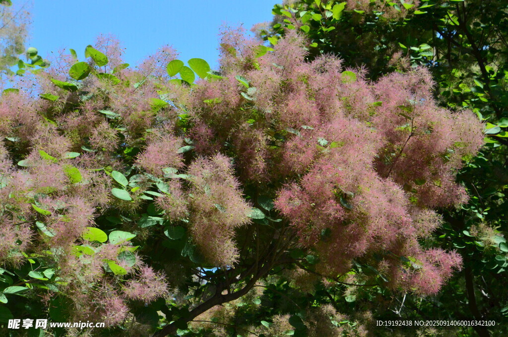 黃櫨樹(shù)花 