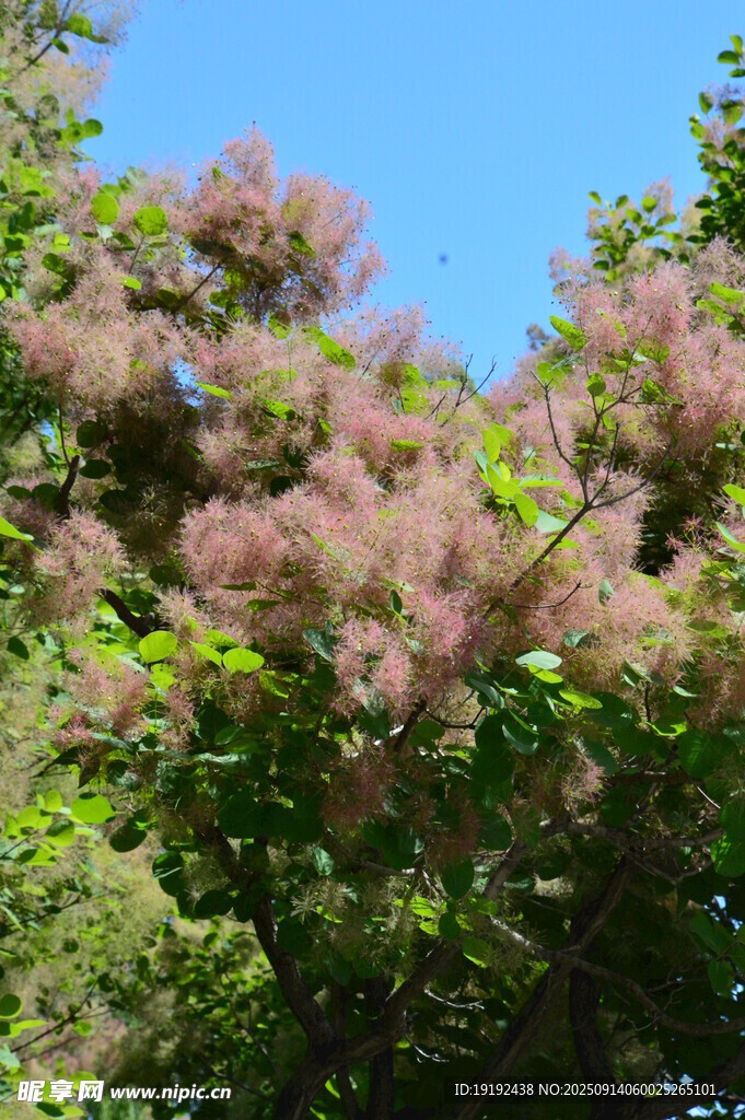 黃櫨樹花  
