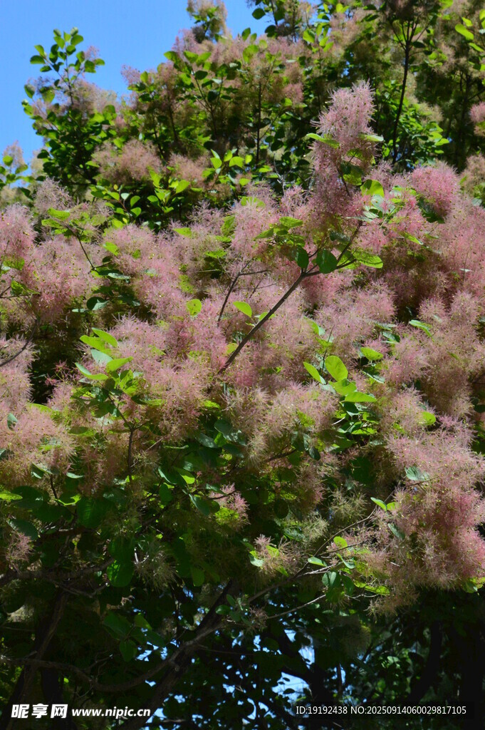 黃櫨樹花 