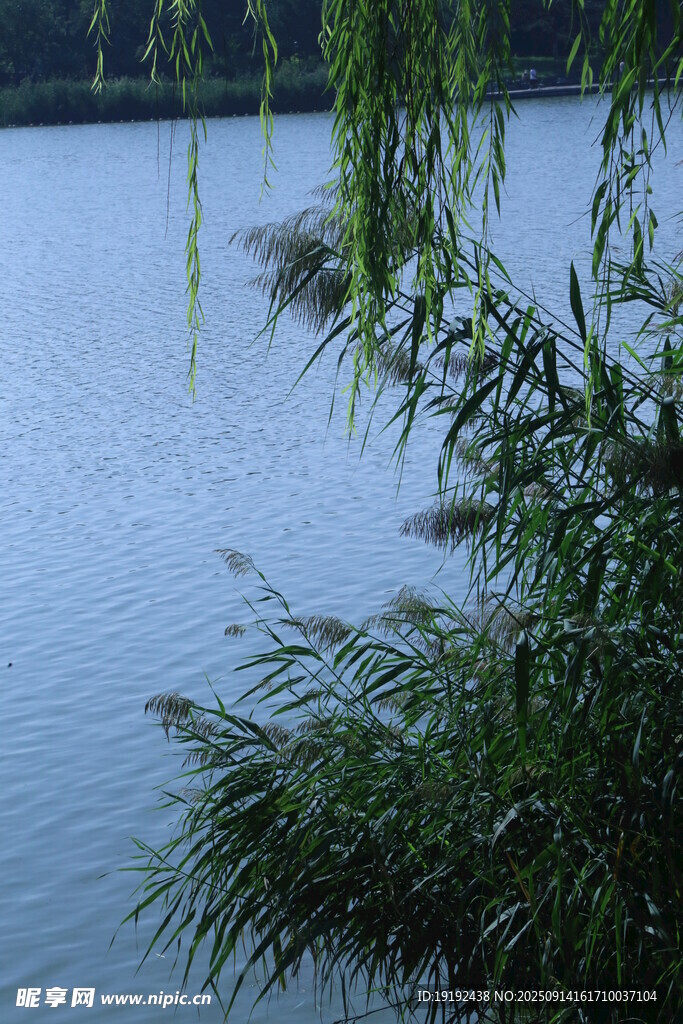 蘆葦蘆花  