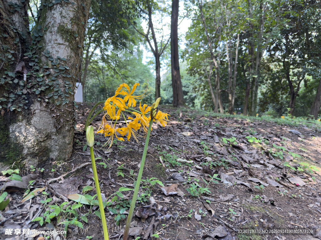 林間綻放的黃色小花