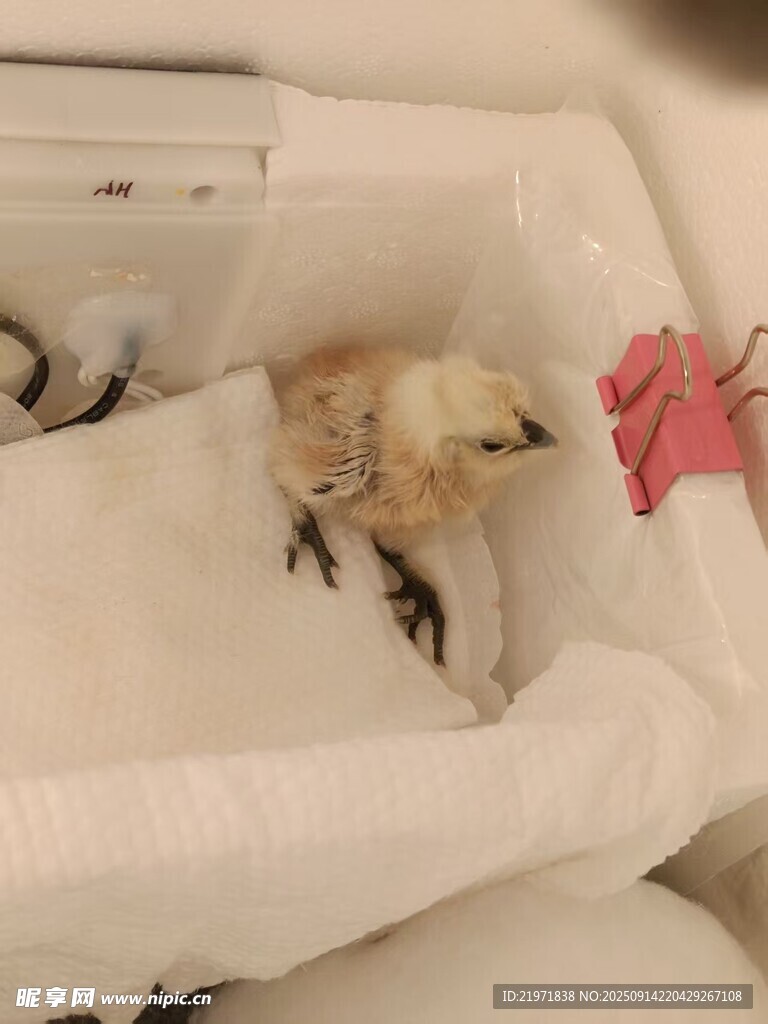 可愛(ài)小雞在箱中休憩