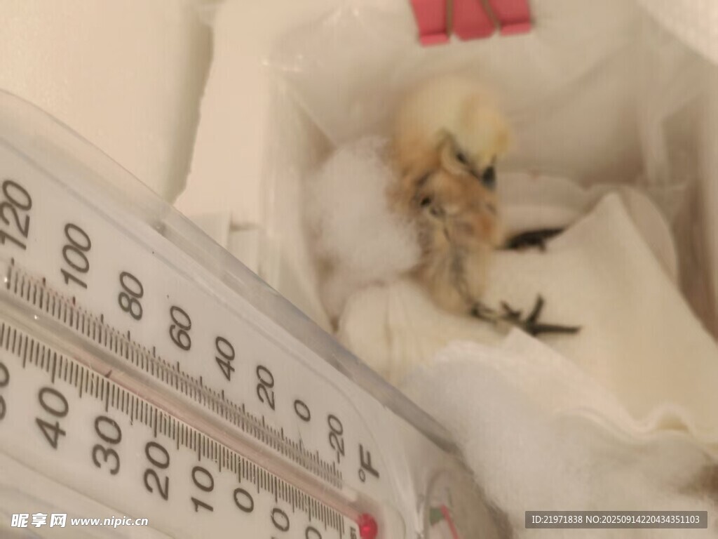 新生小雞依偎在毛絨物旁