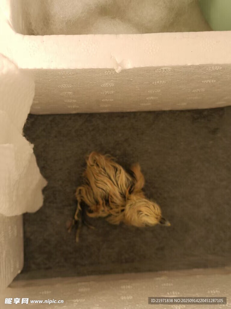 角落中的小鳥