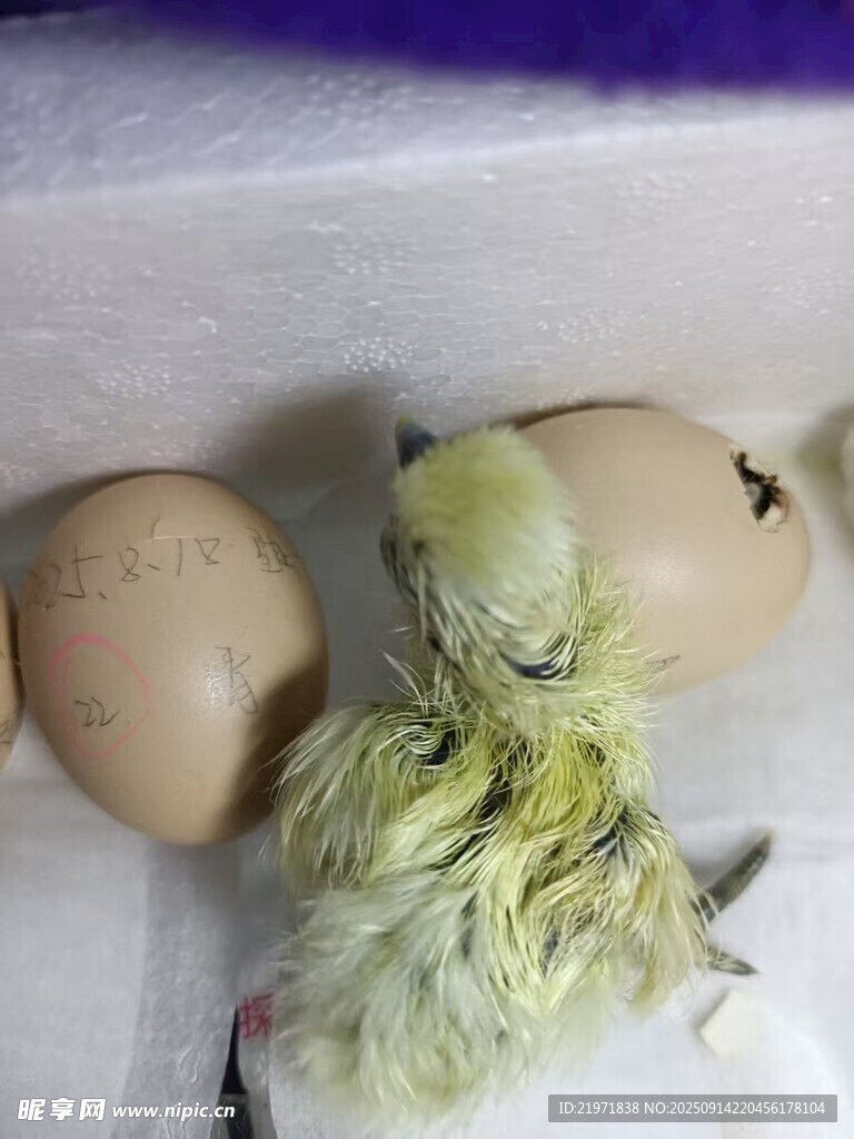 雛鳥(niǎo)破殼瞬間