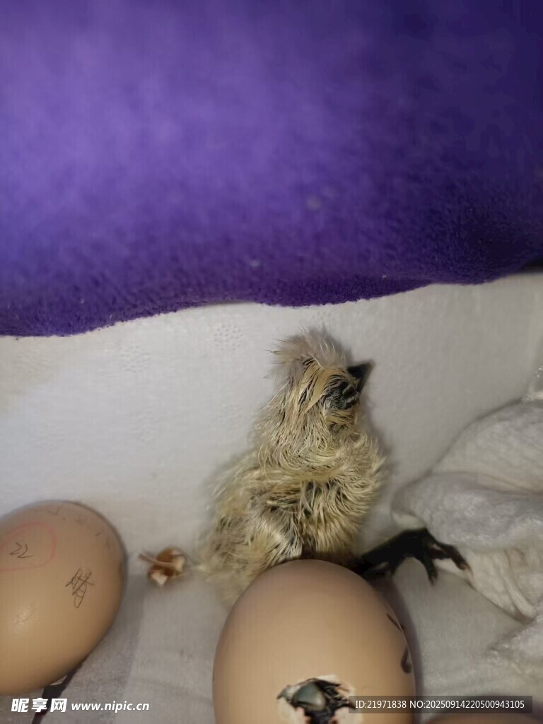 小雞破殼瞬間