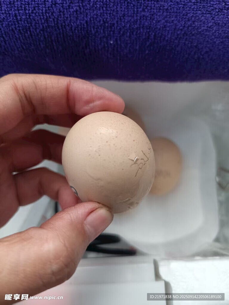 手持雞蛋特寫